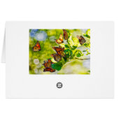 Monarch Gathering (Back Horizontal)