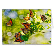 Monarch Gathering