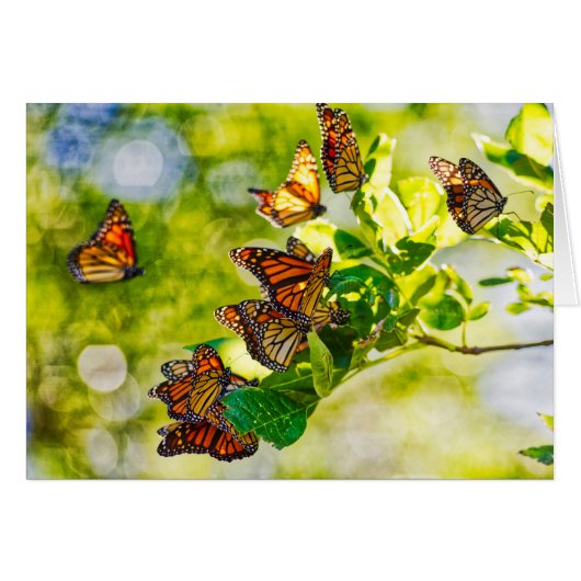 Monarch Gathering Cards (Front Horizontal)
