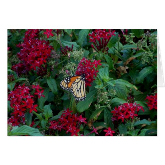Monarch in Motion Cards (Front Horizontal)