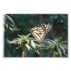 Monarch In Waiting