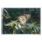 Monarch In Waiting