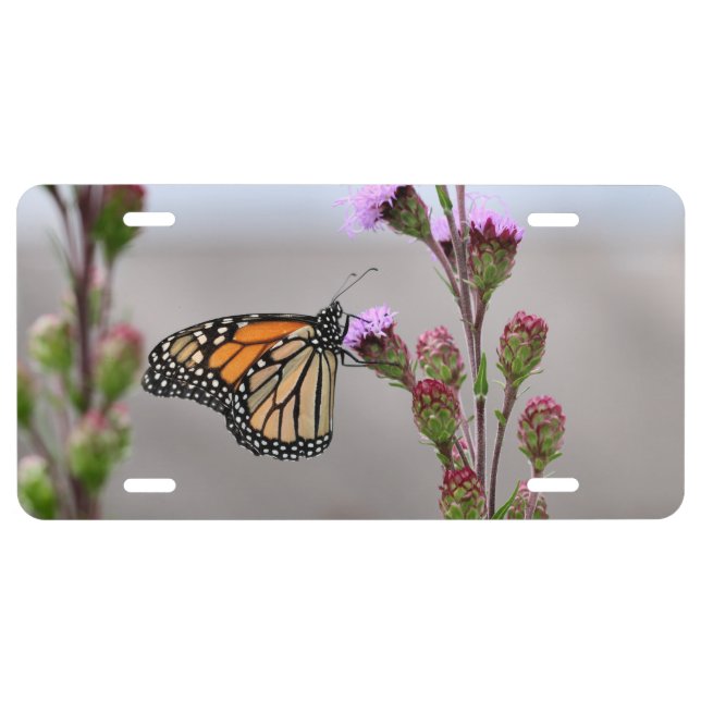 Monarch  license plate (Front)