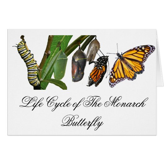 MONARCH LIFE CYCLE CARDS (Front Horizontal)