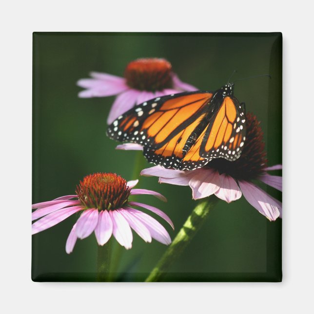 monarch magnet (Front)