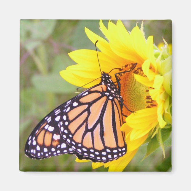 Monarch Magnet (Front)