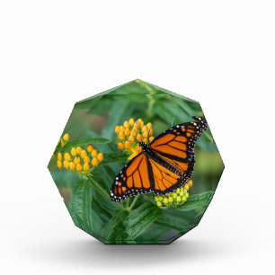 Monarch Meal Acrylic Award