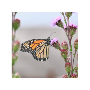 Monarch Metal Print