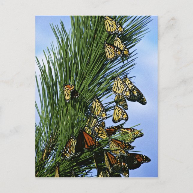 Monarch migration postcard (Front)
