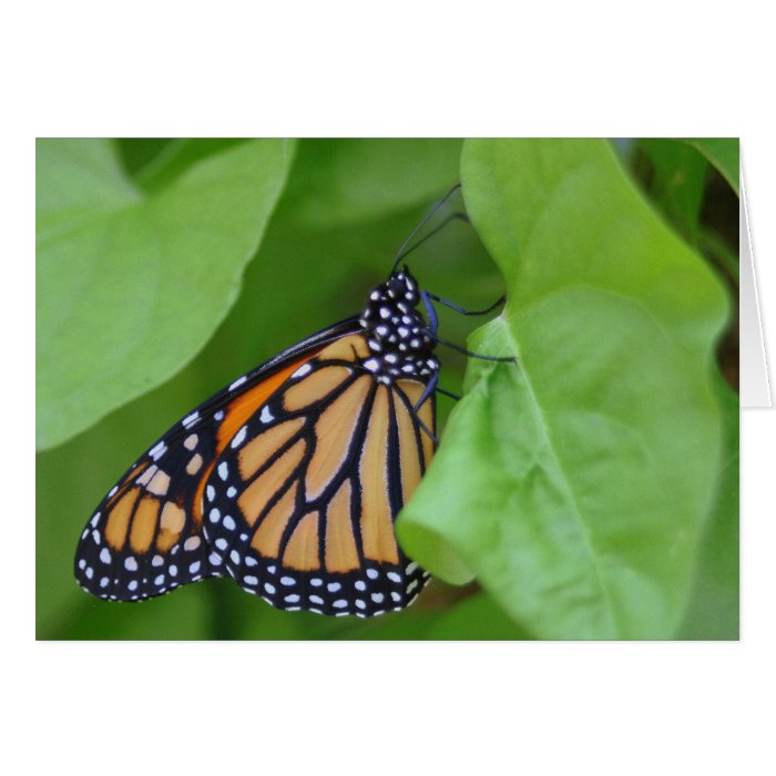 Monarch Note Card