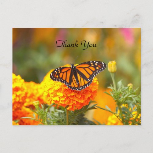 Monarch on a Marigold TY Postcard