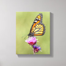 Monarch on Blazing Star