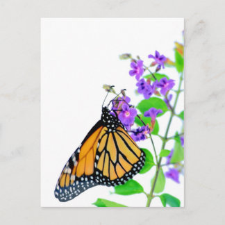Monarch on Blossom Postcard