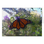 Monarch on Butterfly Bush (Front Horizontal)