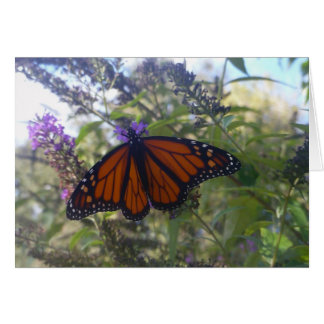 Monarch on Butterfly Bush Cards
