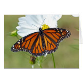 Monarch on Cosmos (Front Horizontal)