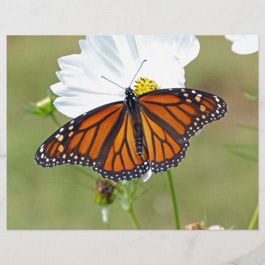 Monarch on Cosmos (Front)