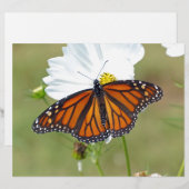 Monarch on Cosmos (Front/Back)