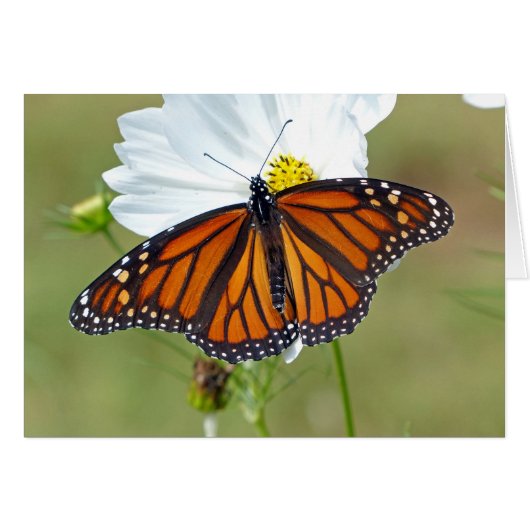 Monarch on Cosmos Cards (Front Horizontal)
