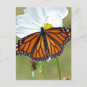 Monarch on Cosmos Postcard