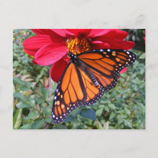 Monarch on dahlia 4 ~ postcard