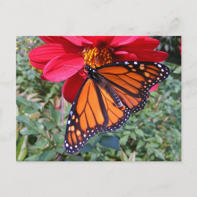 Monarch on dahlia 4 ~ postcard (Front)