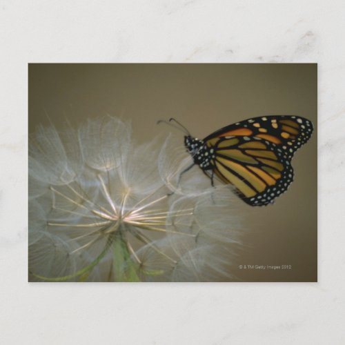 Monarch on Dandelion Postcard