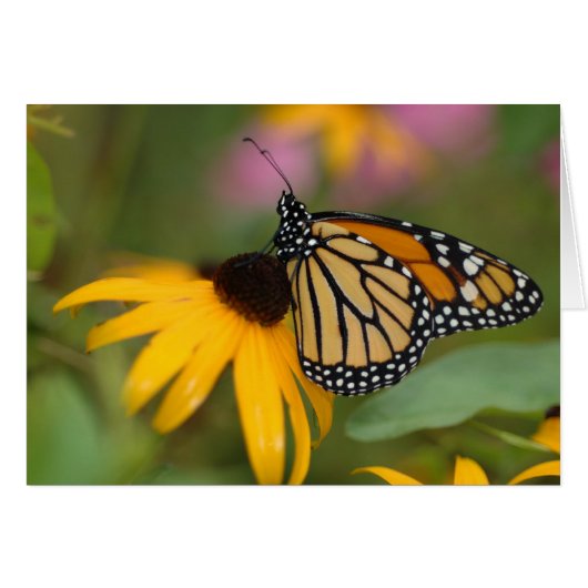 monarch on flower cards (Front Horizontal)