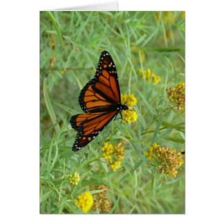 Monarch on Goldenrod Cards