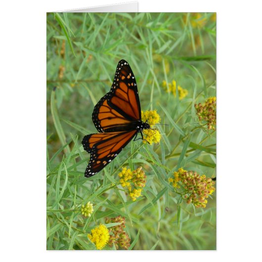 Monarch on Goldenrod Cards (Front)