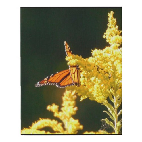 Monarch on Goldenrod  Faux Canvas Print