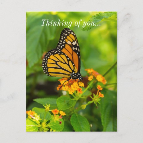 Monarch On Lantana Postcard