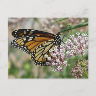Monarch on Milkweed Postcard