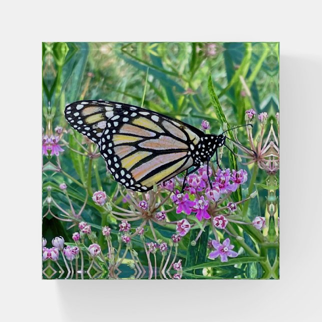 Monarch on Milkweed Pretty Butterfly   Paperweight (Front)