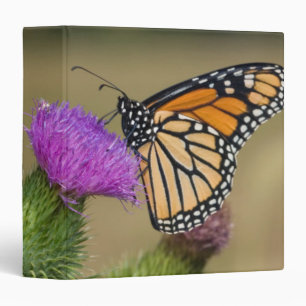 Monarch on pasture Thistle Prairie Ridge Binder