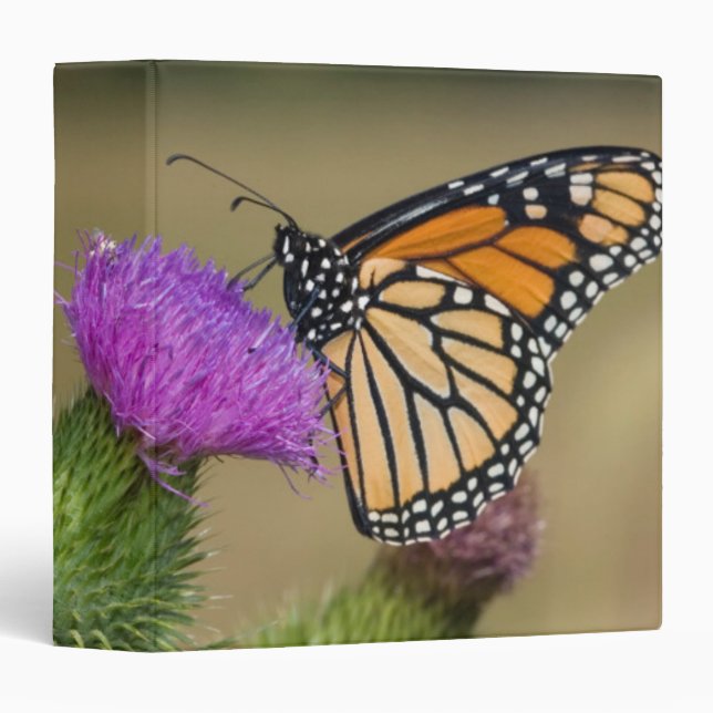 Monarch on pasture Thistle Prairie Ridge Binder (Front/Spine)