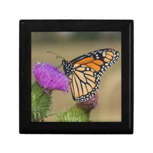 Monarch on pasture Thistle Prairie Ridge Keepsake Box