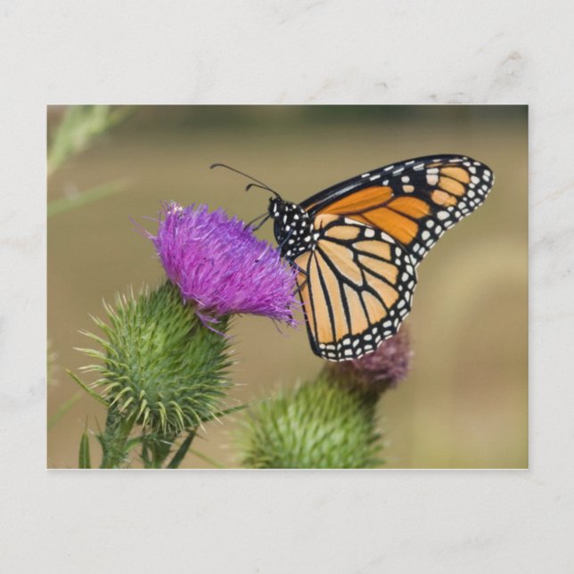 Monarch on pasture Thistle Prairie Ridge Postcard (Front)