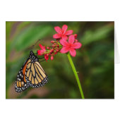 Monarch on Penta flowers (Front Horizontal)