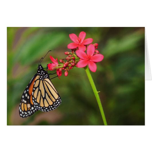 Monarch on Penta flowers Cards (Front Horizontal)