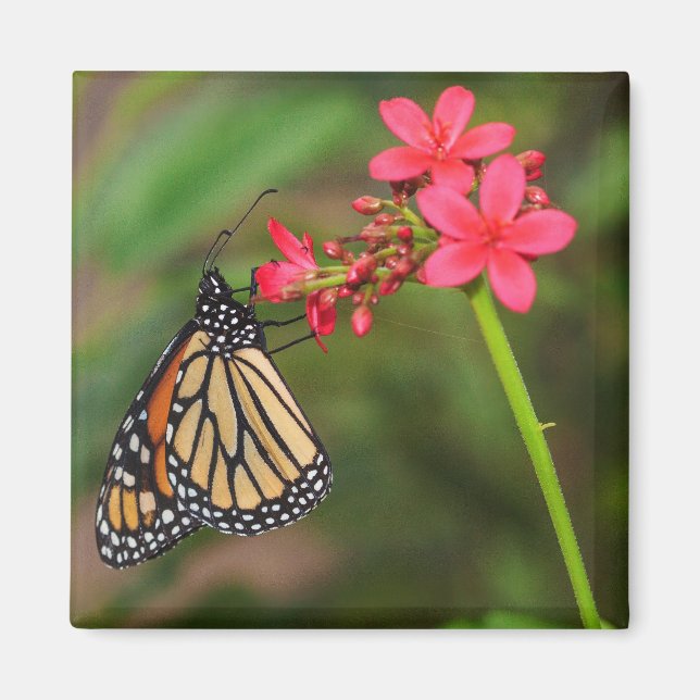 Monarch on Penta flowers Magnet (Front)