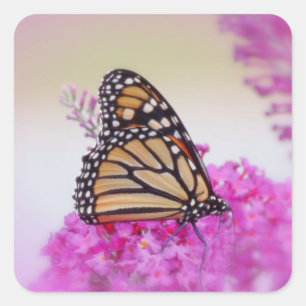 Monarch on Pink - Butterfly Square Sticker