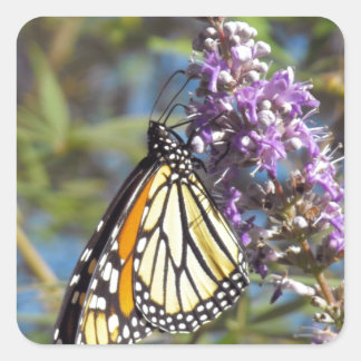 Monarch on Vitex Square Sticker
