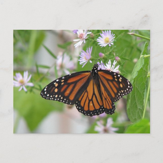 Monarch on Wild Asters Postcard (Front)