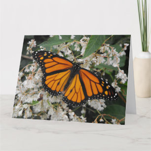 Monarch or Milkweed Butterfly Thank You Card