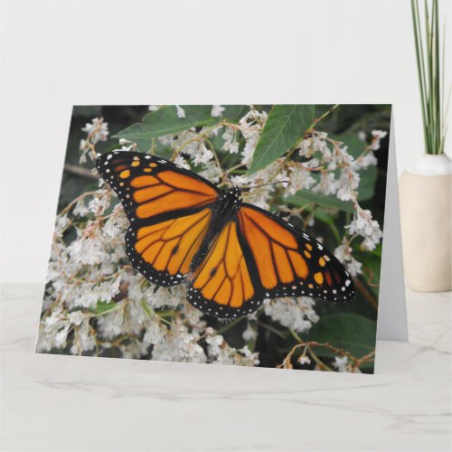 Monarch or Milkweed Butterfly Thank You Card