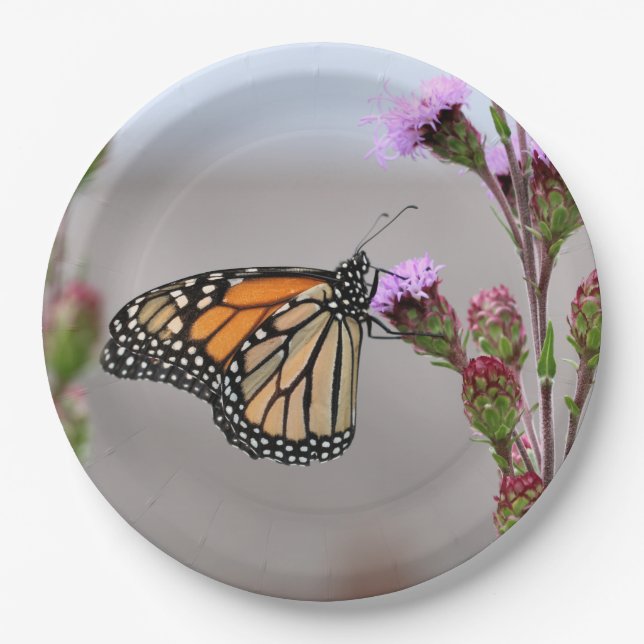 Monarch Paper Plates (Front)