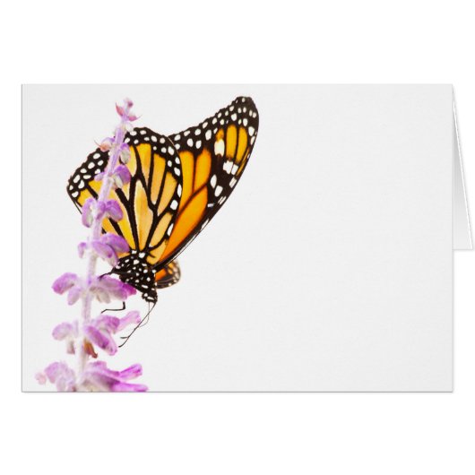 Monarch perched on lavender cards (Front Horizontal)