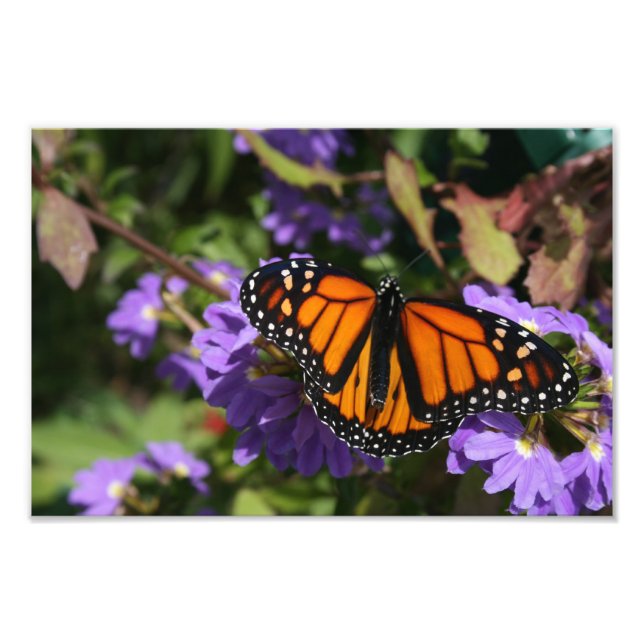 Monarch Photo Print (Front)