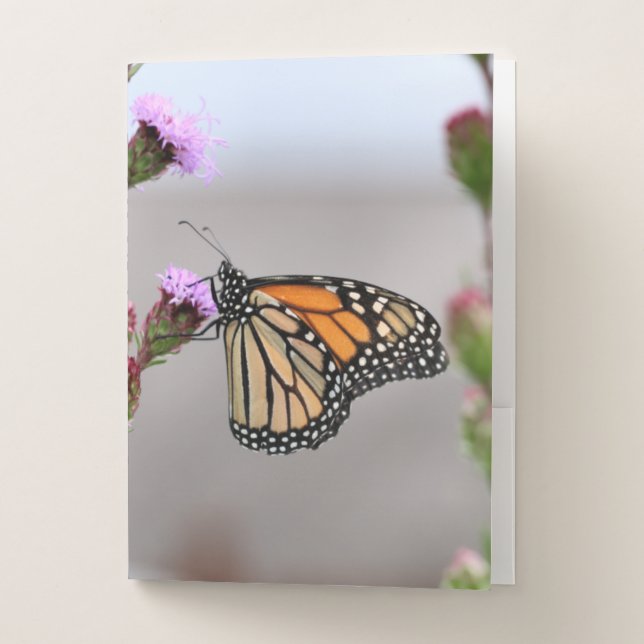 Monarch  pocket folder (Front)